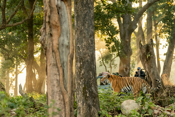 Majestic lion standing in natural forest habitat of Jim Corbett National Park